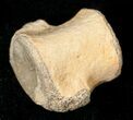 Champsosaurus Vertebrae (Cretaceous Reptile) #17672-1